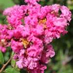 Pink crapemyrtle close2
