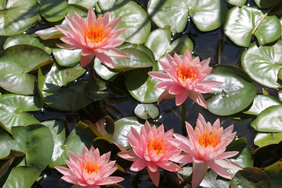 Water Garden Society of Southern Oklahoma 24th Annual Water Garden Pond