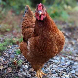 Happy Hens Auction